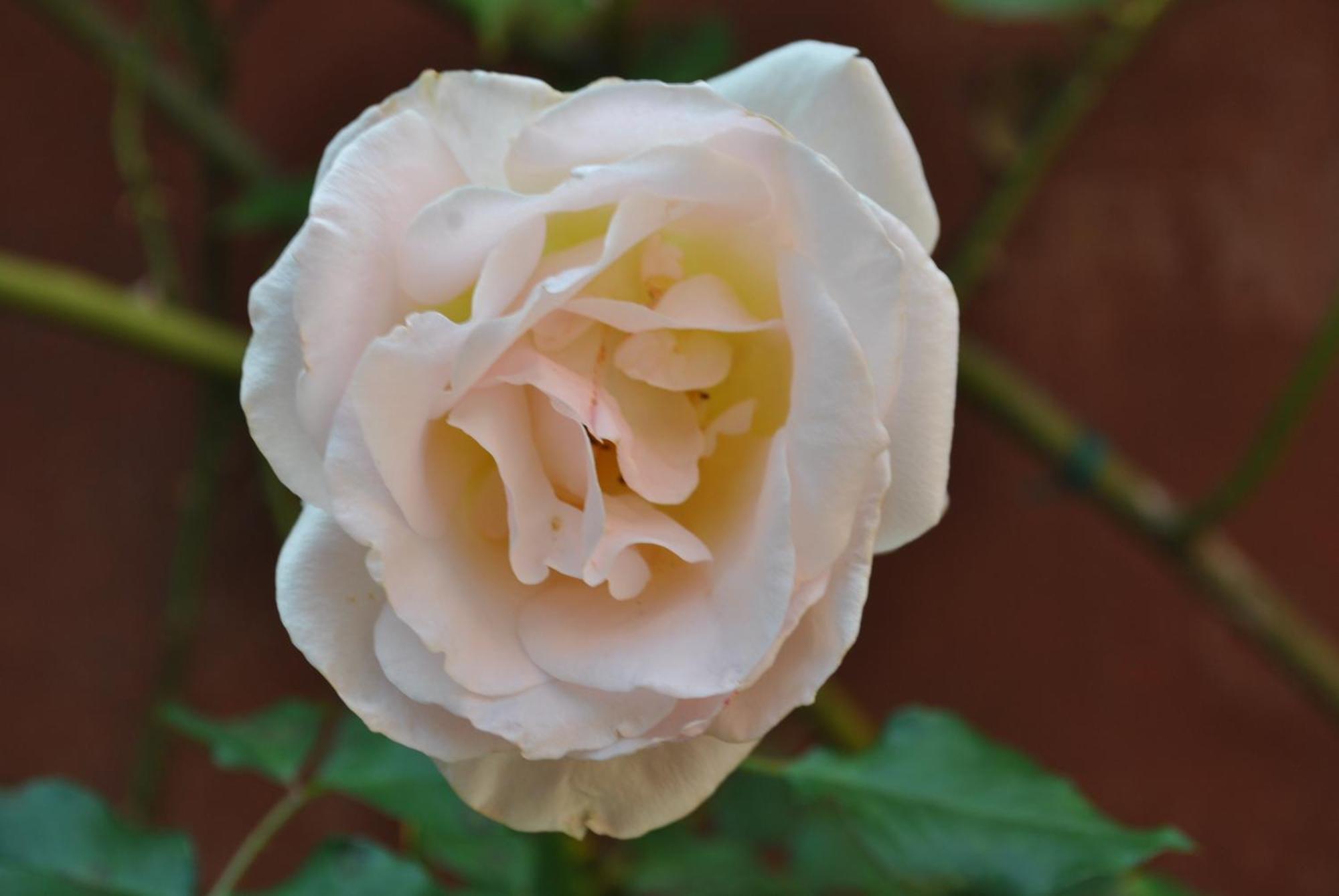 Sous L'Olivier Bed & Breakfast Menton Bagian luar foto
